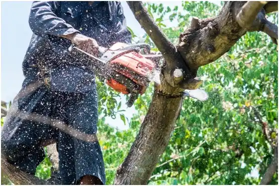 tree services Coal Fork